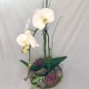 A single stem orchid plant and succulents - the perfect living gift!
