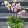 Stunning lush orchid arrangement in a large concrete container. A gorgeous gift