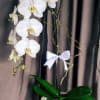 True to its name, this potted arrangement is perfect for any office