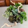 Mixed succulents in a ceramic container for a clean and zen look