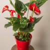 Aka Anthurium Plant . This is a real plant and not fake.