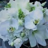 Phalaenopsis Orchids, White Lisianthus &amp; White Freesia
