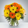 An instant brightener, send somebody a bowl full of Gerbera Daisies. To