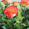 These High Magic Roses are among the most unique in the two-toned