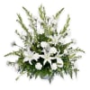 An elegant expression of sympathy, this wondrous white spray conveys purity and