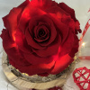 Preserved and illuminated garden rose in glass dome and wooden base.