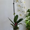 Beautiful And long lasting gift.

We may have pink or purple orchids available