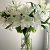 The huge flowers are pure, gleaming white, delicately flocked in a way