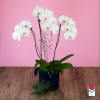The Beretania Florist Phalaenopsis Orchid Plant is the perfect gift for those
