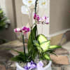 A unique and beautiful arrangement designed with tall orchids, mini orchids, and