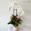 Giving orchids a classy twist with Hannah!