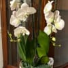 The plant features multiple arching stems adorned with large, delicate white blooms
