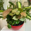 Complementing the Syngonium are glossy, dark green leaves of a plant that