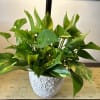 A beautiful 6 inch philodendron pot in a heavy ceramic pottery container