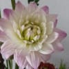 Pretty as can be! Honor their latest accomplishment or celebrate a special