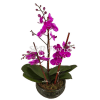 Orchid planted in container of choice.

