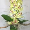 A green cymbidium orchid with 9+ blooms sits on a 12&quot; cylinder
