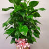 The Tottem Pole Ivy  is an incredibly easy-going houseplant. The clusters