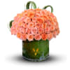  Embrace the warmth and charm of delicate peach roses in this