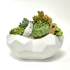 A selection of green succulents and a mid size geode planted in