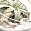 Beautifully designed terrarium with Xerographica, Geodes, driftwood piece white rocks and sand.
