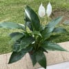 Eight Inch Peace lily with luscious green leaves and beautiful white blooms
*Number
