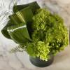 Introducing &quot;Style in Green&quot; - Enhance Your Space with Lush Greenery and