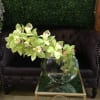 Flower : Green cymbidium 
Vase : 8&rdquo; by 8 &ldquo; glass vase