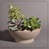 Multiple succulents planted in a grey Terra Cotta Bowl.