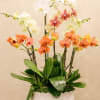 Holy-white and bright colors of orchids are classically harmonized in a white
