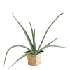 Aloe vera is a succulent plant species of the genus Aloe. It