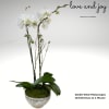 Immerse yourself in the ethereal allure of the &quot;Double White Phalaenopsis Orchid