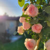 This pink and white crescent Funeral Spray is a elegant and artful