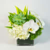 Modern Arrangement of White Hydrangeas, Dianthus, White Orchids, and tropical Greenery