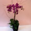Orchids are always great gift ideas. When in doubt you can always
