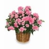 Pink Azalea Plant in a basket.