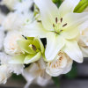&quot;Lasting Friendship&quot; is an all white sympathy bouquet for the home. This
