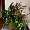 We put together collection of 7-8 green and variegated plants in medium