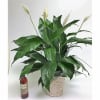 Peace lilies are one of the easiest plants to keep, requiring minimal