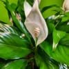 Also known as the Peace Lily, this dark leafy plant with its