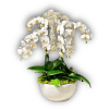 Orchids