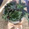 An eye-catching collection of up to 10 different potted succulents displayed together