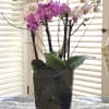 These 3-4 beautiful petite Phalaenopsis orchids are planted together in an elegant