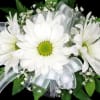These daisies are nestled into a bed of baby&#039;s breath and complimented
