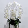 This artificial white phalaenopsis orchid planter is perfect for a home or