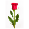 A single rose wrapped in tissue paper and tied with a bow.