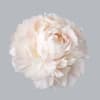 Our greeting card offers a heartfelt and concise expression of your sentiments.