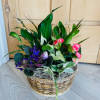 A selection of green and blooming plants.