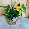 A selection of green and blooming plants.
