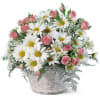 These charming pink roses and white daisies in a white wicker basket